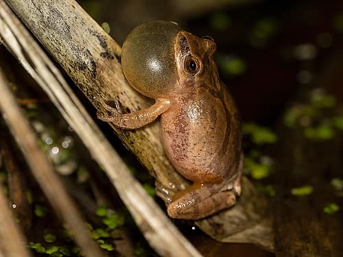 Spring peeper calling- Pennsylvania- USA Art Print by Joe and Maryann McDonald
